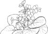 fiołek w doniczce kolorowanka do drukowania