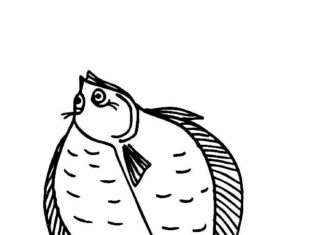 Flądra dla dzieci flądra dla dzieci kolorowanka do drukowania