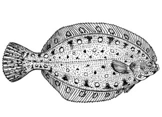 Flądra pod wodą flądra pod wodą kolorowanka do drukowania