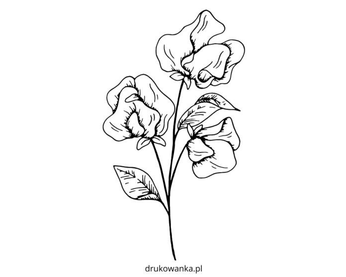 groszek pachnący kolorowanka do drukowania