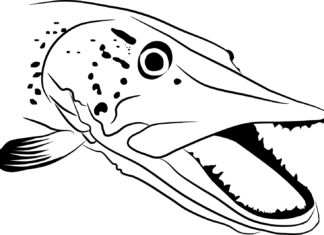 Głowa szczupaka głowa szczupaka kolorowanka do drukowania