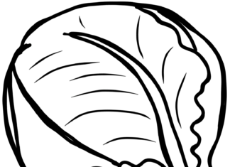 główka kapusty kolorowanka do drukowania