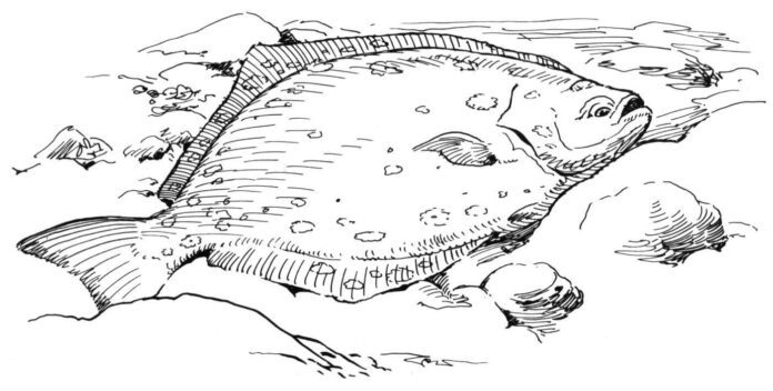 halibut duża ryba kolorowanka do drukowania