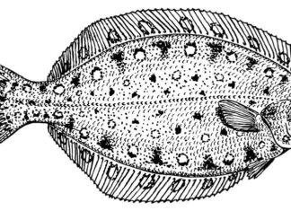 halibut na dnie oceanu kolorowanka do drukowania