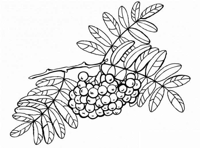jarzębina na gałęzi kolorowanka do drukowania