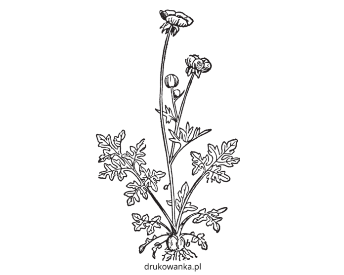 jaskier ostry kwiat kolorowanka do drukowania