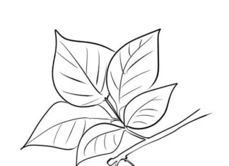 Jeżyna na gałęzi obrazek do drukowania