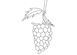 Jeżyna rysunek obrazek do drukowania