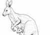 Kangur australijski kangur australijski kolorowanka do drukowania