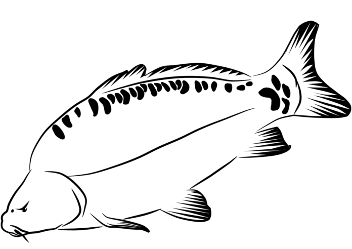 karp szuka jedzenia kolorowanka do drukowania