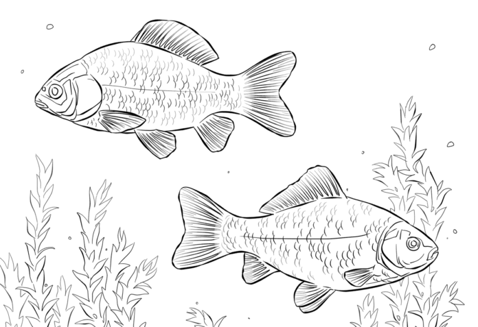 karpie pod wodą kolorowanka do drukowania