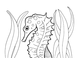 Konik morski i rośliny konik morski i rośliny kolorowanka do drukowania