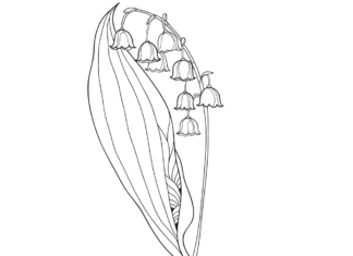 konwalia z łodygą kolorowanka do drukowania