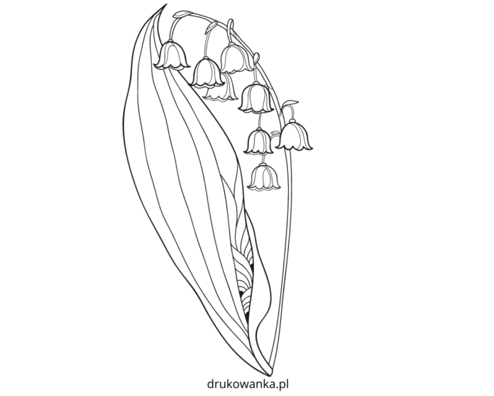 konwalia z łodygą kolorowanka do drukowania