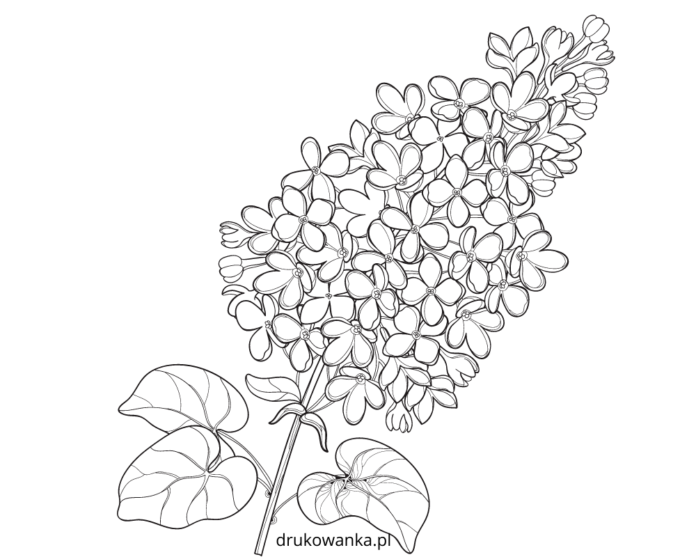 kwiat bzu kolorowanka do drukowania