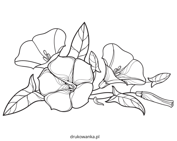 kwiat powój kolorowanka do drukowania