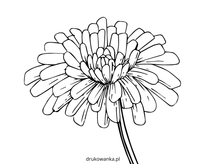kwiat wilczomlecz kolorowanka do drukowania