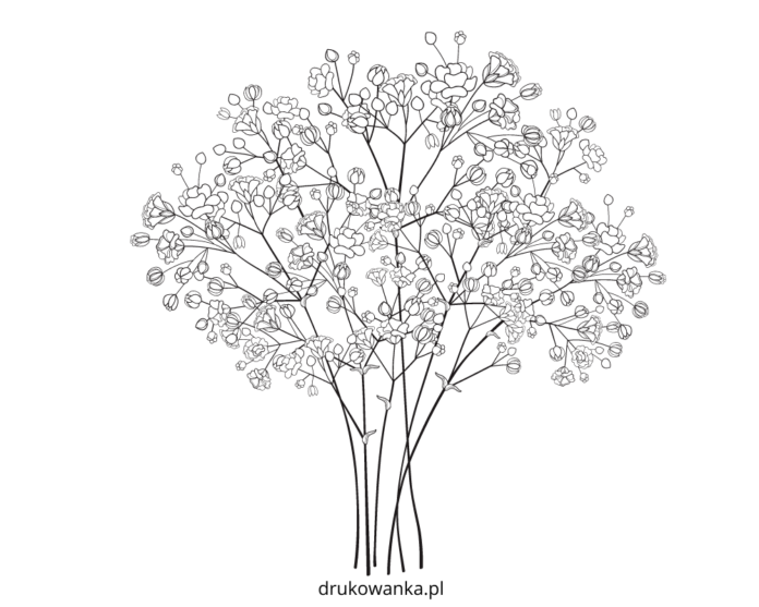 kwiat łyszczec kolorowanka do drukowania