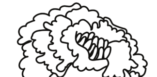 Kwiatek aksamitka-śmierdziuch kwiatek aksamitka - śmierdziuch kolorowanka do drukowania