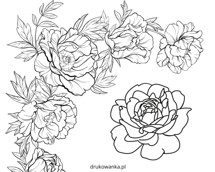 kwiatki piwonie kolorowanka do drukowania