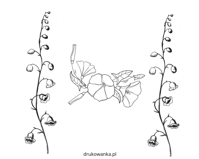 kwiaty dzwonek kolorowanka do drukowania
