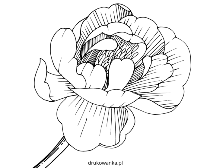 kwitnąca piwonia kolorowanka do drukowania