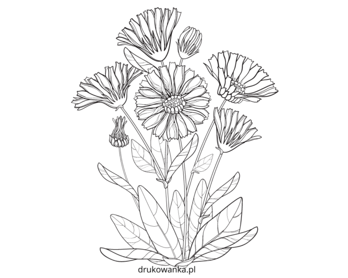 kwitnące nagietki kolorowanka do drukowania