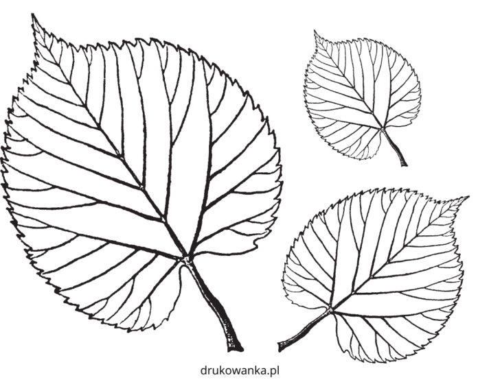 liście lipy kolorowanka do drukowania