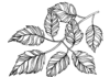 liście na gałęzi kolorowanka do drukowania