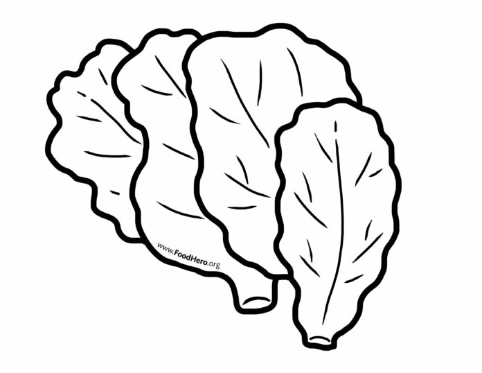 liście sałaty kolorowanka do drukowania