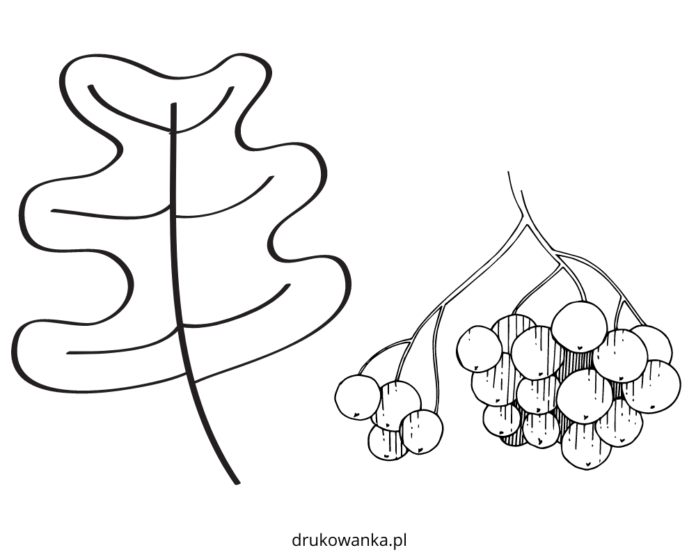 liść jarzębiny kolorowanka do drukowania