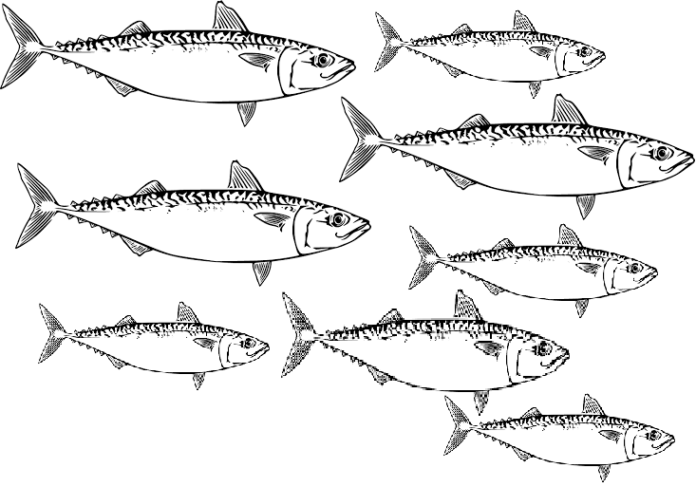 makrela duża ławica kolorowanka do drukowania