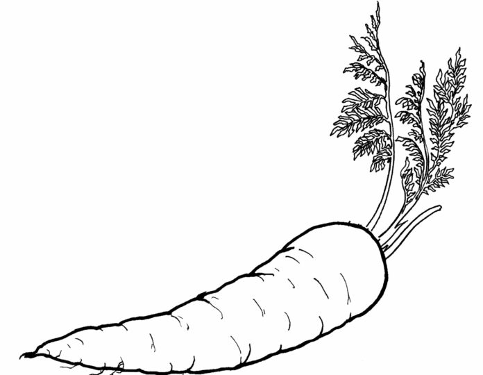 marchewka z natką kolorowanka do drukowania