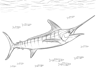 Marlin pod wodą marlin pod wodą kolorowanka do drukowania