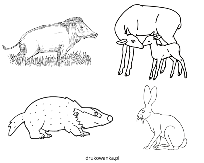 mieszkańcy lasu kolorowanka do drukowania