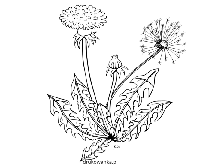 mniszek lekarski - mlecz kolorowanka do drukowania