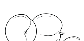 Morele i pestka Morele i pestka obrazek do drukowania