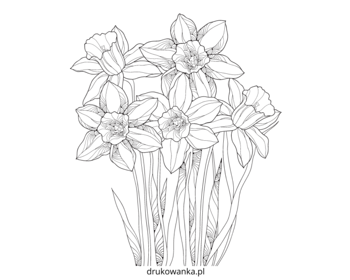 narcyzy w ogrodzie kolorowanka do drukowania