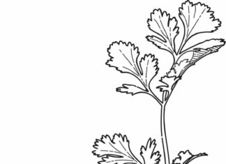 natka pietruszki kolorowanka do drukowania
