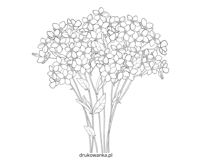 niezapominajka bukiet kolorowanka do drukowania