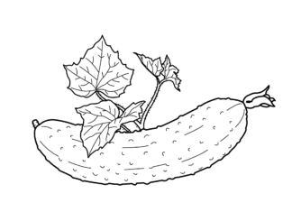 ogórek kiszony kolorowanka do drukowania