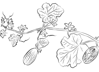ogórki w szklarni kolorowanka do drukowania