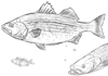 Okoń i inne ryby okoń i inne ryby kolorowanka do drukowania
