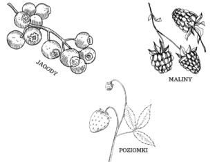 owoce lasu kolorowanka do drukowania