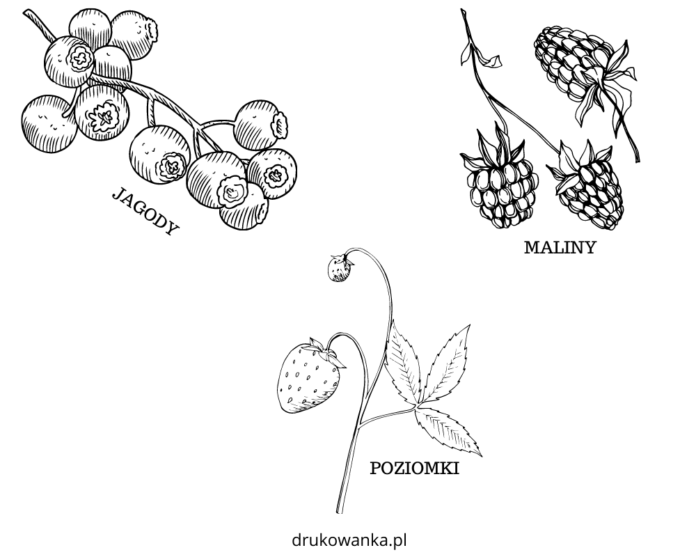 owoce lasu kolorowanka do drukowania