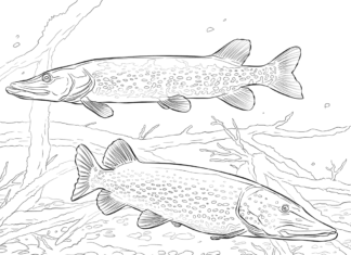 Polujące szczupaki polujące szczupaki kolorowanka do drukowania