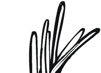 pęczek cebuli kolorowanka do drukowania