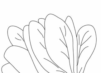 pęczek szpinaku kolorowanka do drukowania