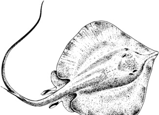 Płaszczka rysunek płaszczka rysunek kolorowanka do drukowania