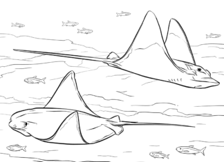 Płaszczki pod wodą płaszczki pod wodą kolorowanka do drukowania